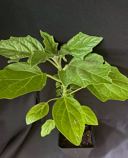 Brugmansia sanguinea 'Hot Red'