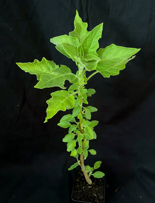 Brugmansia vulcanicola 'Orange'