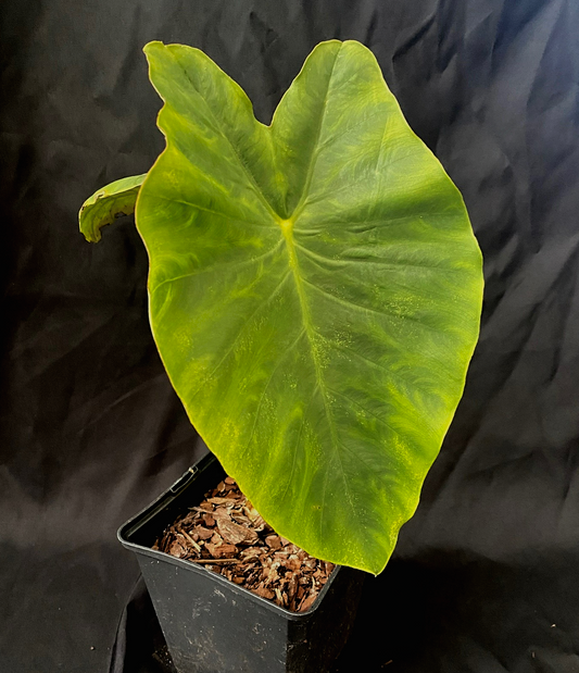 Colocasia esculenta 'Mammoth'