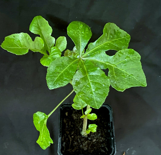 Cussonia natalensis