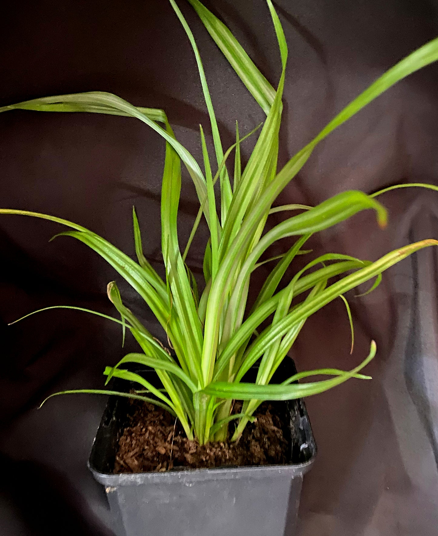Cyperus papyrus