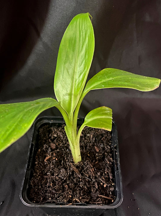 Musa Daj Giant