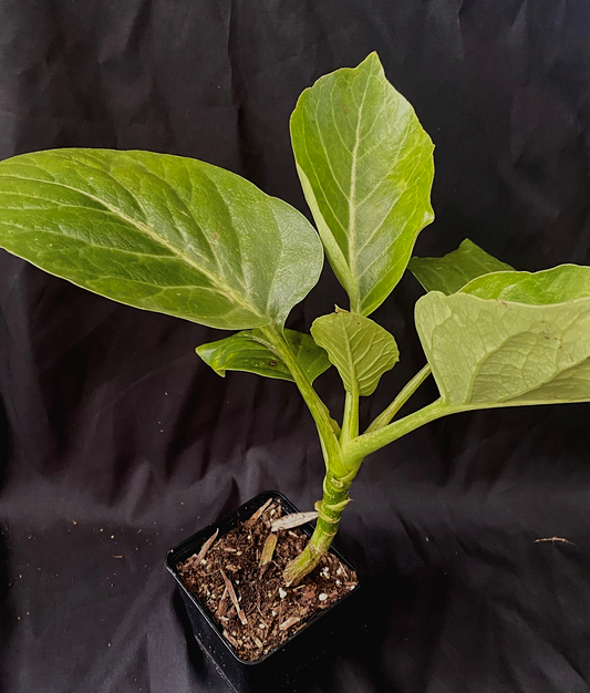 Dendroseris litoralis