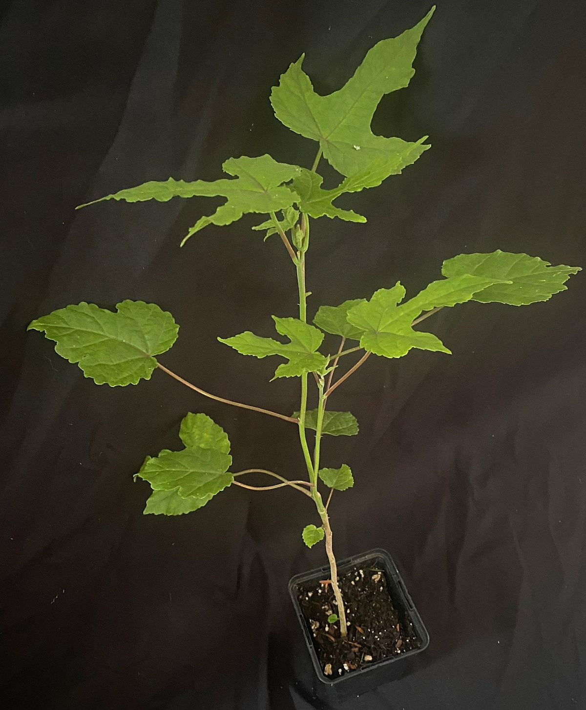 Hibiscus cameronii
