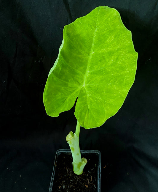 Leucocasia gigantea 'Thailand Giant'