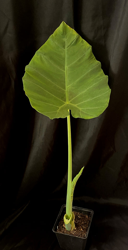 Leucocasia gigantea 'Thailand Giant'