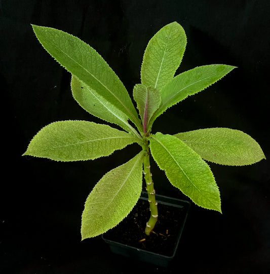 Lobelia bambuseti