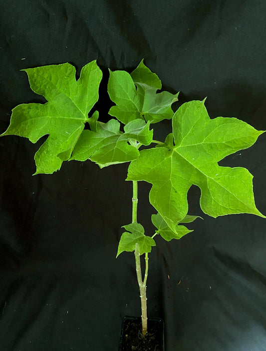 Montanoa hibiscifolia