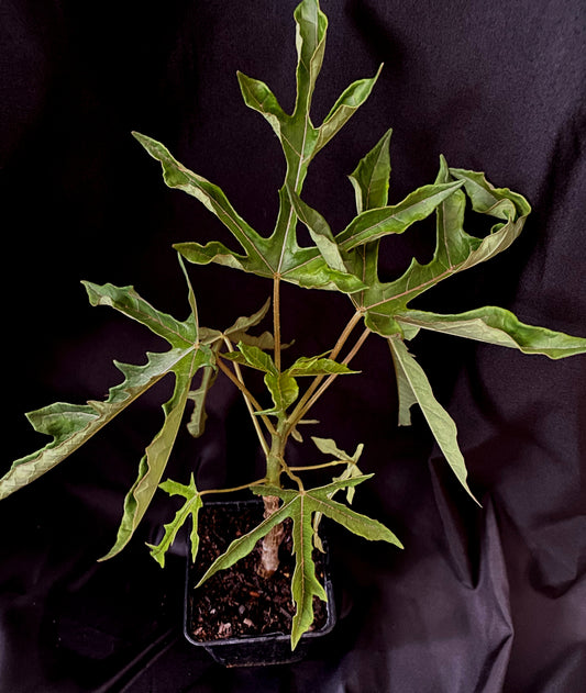 Papaya babaco