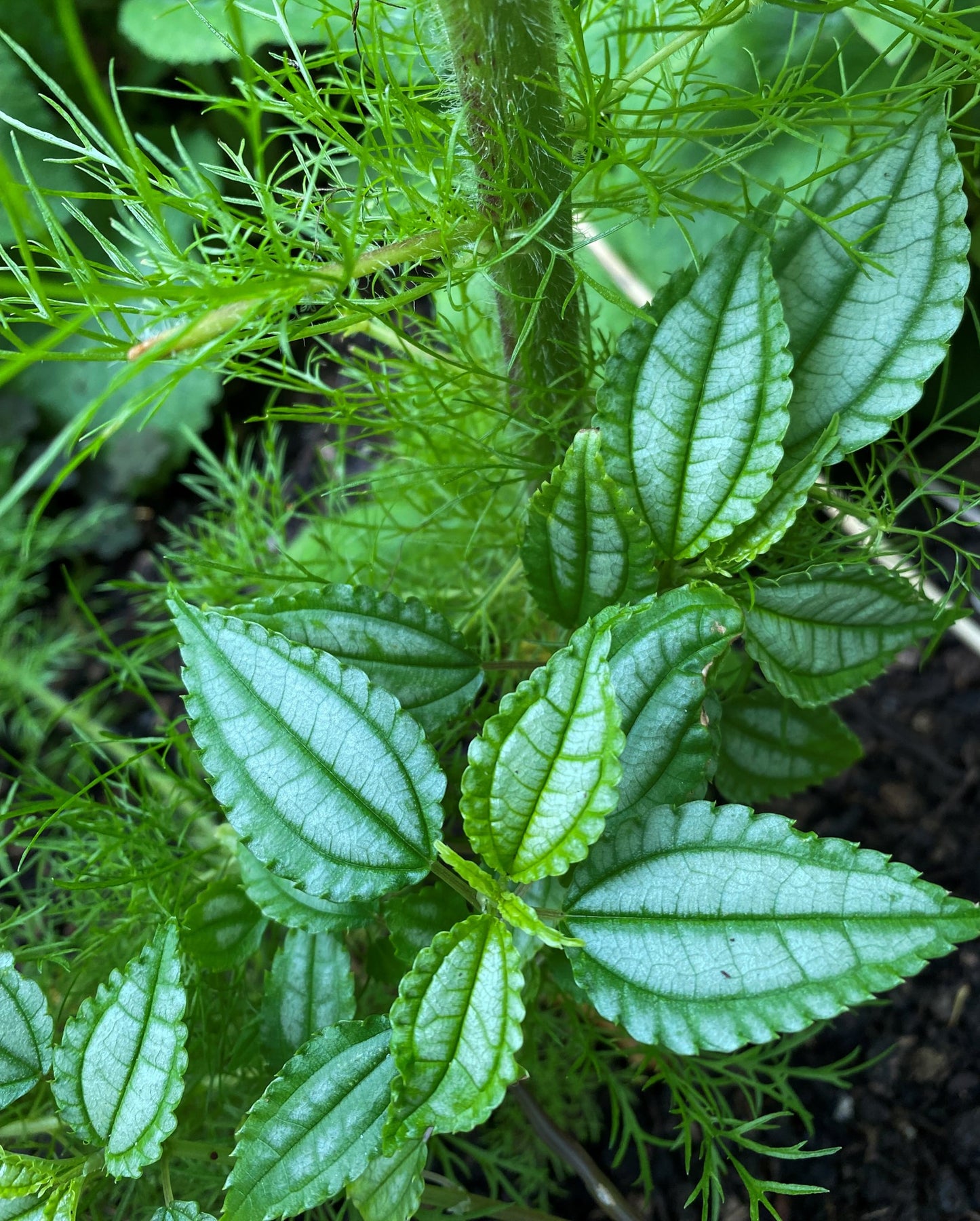 Pilea species DS834