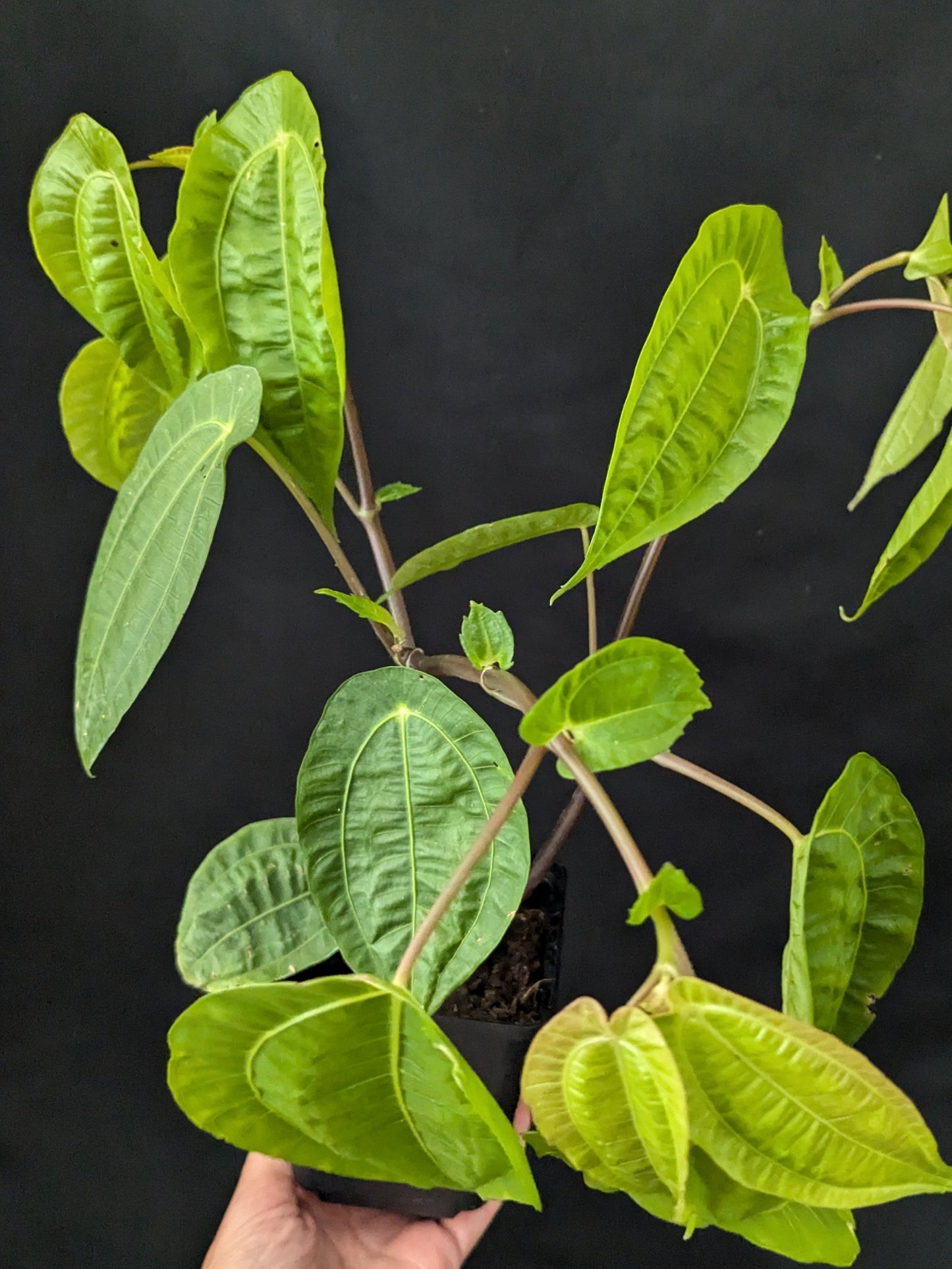 Pilea insolens