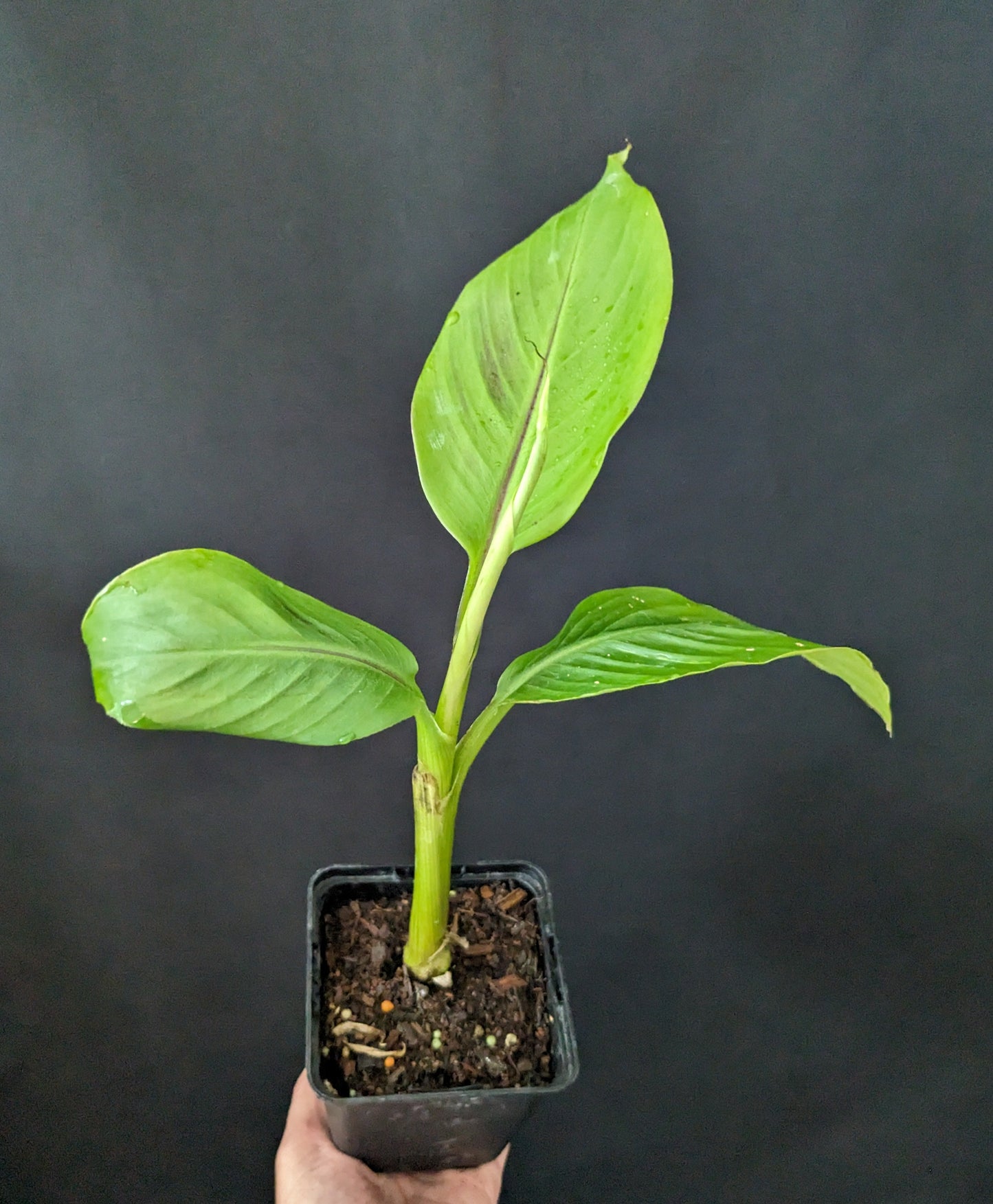 Musa sikkimensis Red Tiger