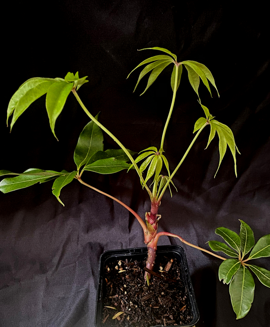 Schefflera shweliensis