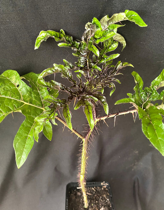 Solanum atropurpureum