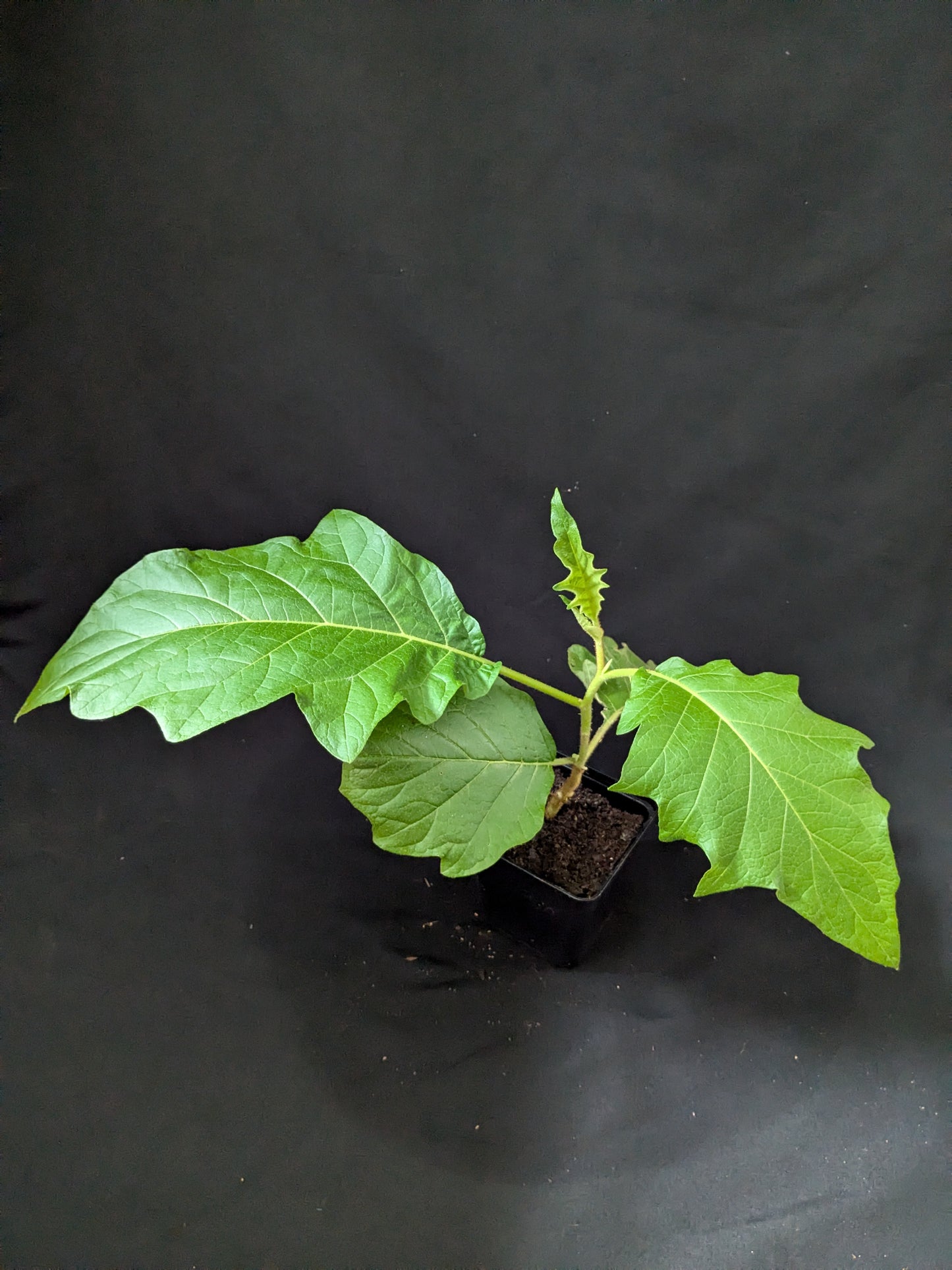 Solanum chrysotrichum