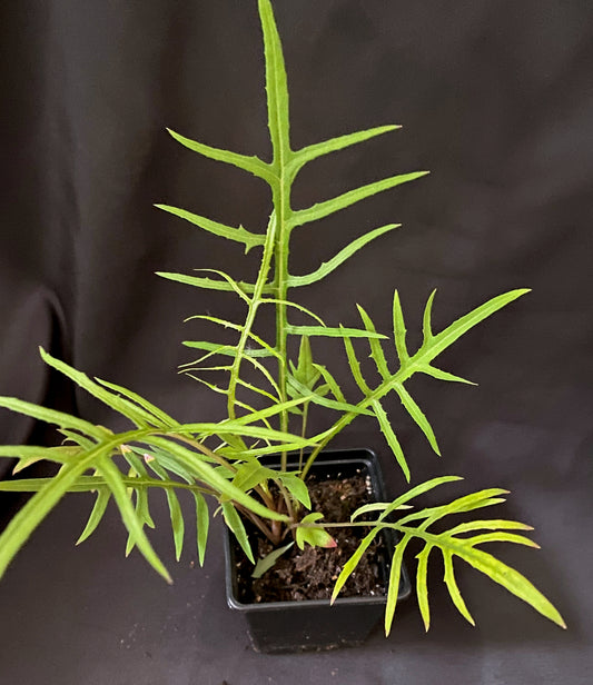 Sonchus canariensis