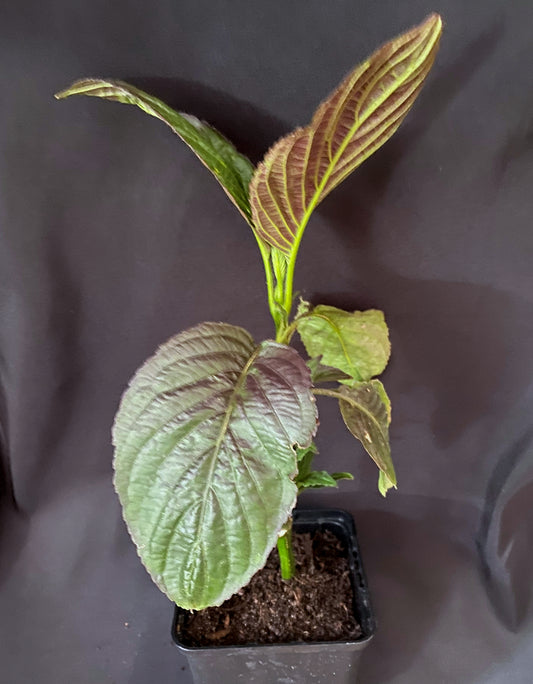 Strobilanthes matersii