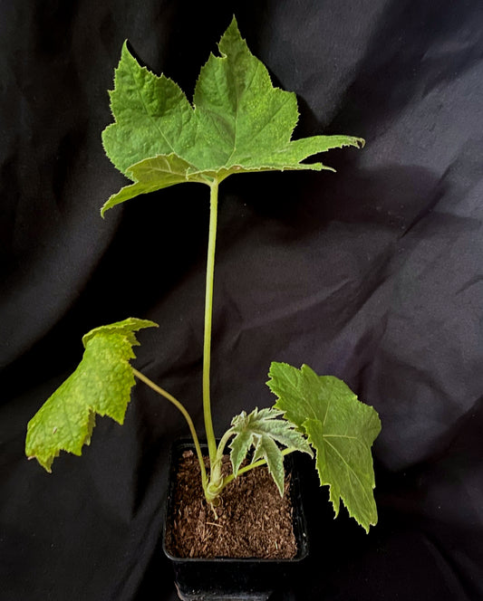 Tetrapanax papyrifer
