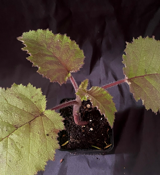 Wigandia caracasana