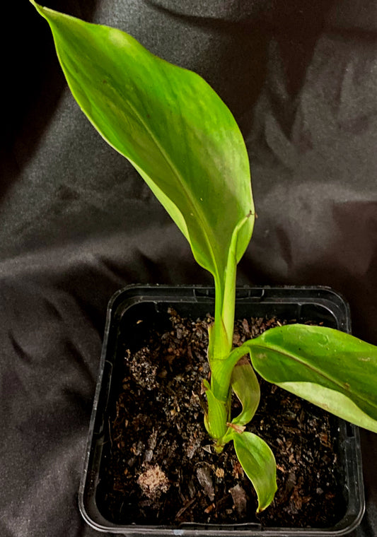 Musa chunii