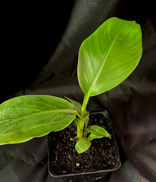 Musa flaviflora