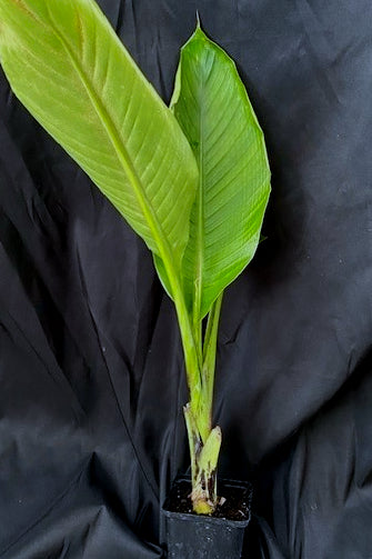 Ensete ventricosum 'Hiniba'
