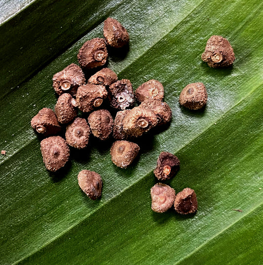 Musa ornata (pink)
