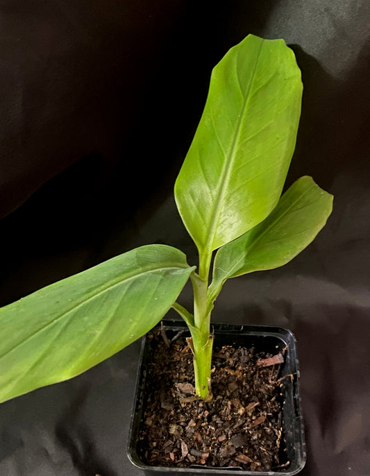 Musa sikkimensis x paradisiaca